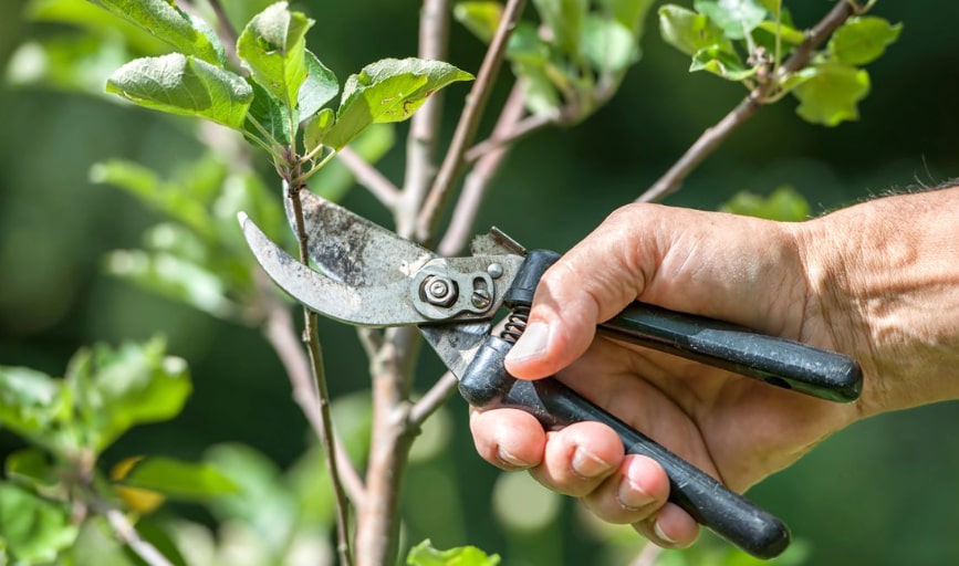 Tree Trimming