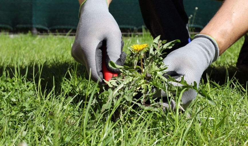 Weed Control